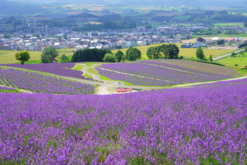 北海道のラベンダー