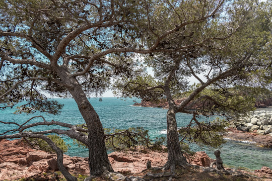 Blick auf das Meer in ST-Raphael durch die B&auml;ume