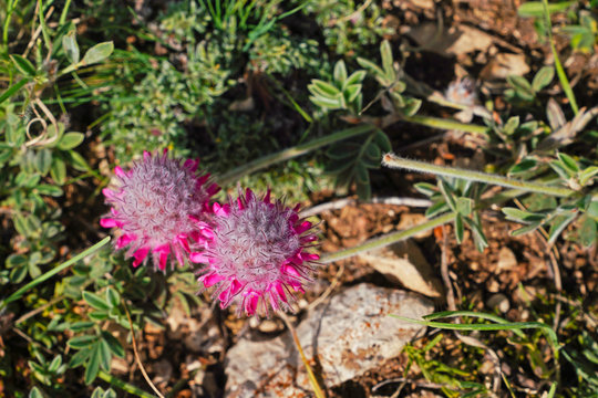 Ebenus laguroides, Sivas, Turkey