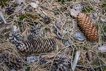 Pine cones and a pine in the forest. Forest undergrowth in coniferous forest. Season of the summer.