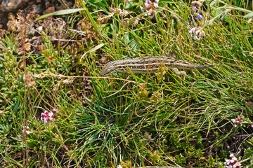 Common Lizard (Zootoca vivipara) with a missing tail on ground