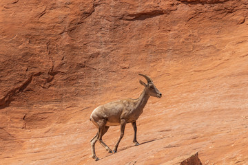 Desert Bighorn Sheep Ewe