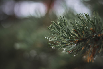 Close up for spruce scallops