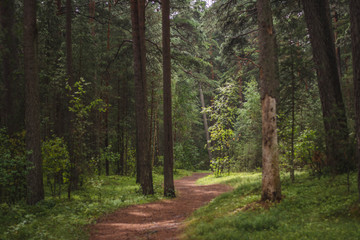 Road taking deeper into a forest
