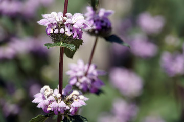 Knollen-Brandkraut (Phlomoides tuberosa, Syn. Phlomis tuberosa)