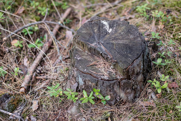 A trunk of cut coniferous tree in the forest. Destroyed nature and forest stand.