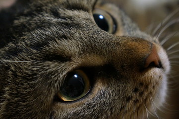 cat's eyes