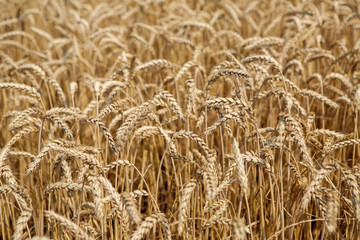 yellow wheat growing on the field in summer