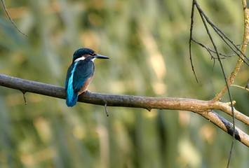Ein Eisvogel sitzt auf einem Ast (Alcedo atthis)