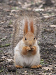 squirrel eating nuts