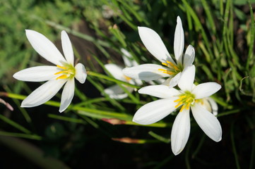 Fototapeta na wymiar white flower in green grass