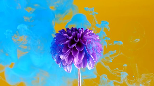 Amazing spreading of paint on a beautiful flower
