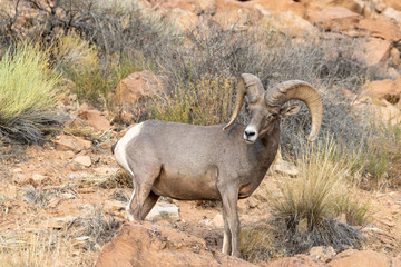 Desert Bighorn Sheep Ram