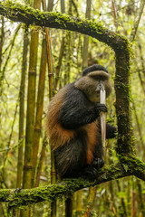 Big rwandan golden monkey sitting on the tree and eating bamboo in the middle of tropical forest, Rwanda