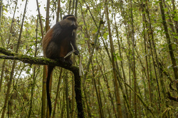 Big rwandan golden monkey sitting on the tree and eating bamboo in the middle of the tropical forest, Rwanda