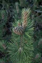Pinecone