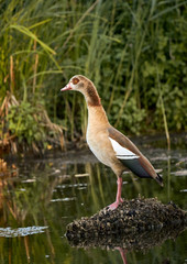 Nilgans (Alopochen aegyptiaca) steht auf einer kleinen Insel am Wasser