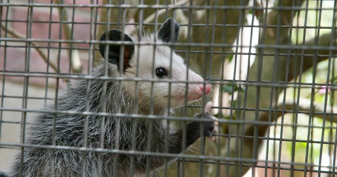 possum caught in a trap in a suburban neighborhood by pest control officers