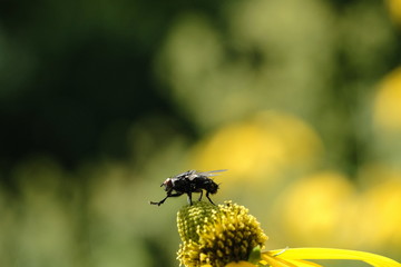 Macro flower with insects