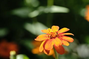 Orange flower