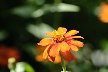 Orange flower