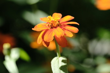 Orange flower