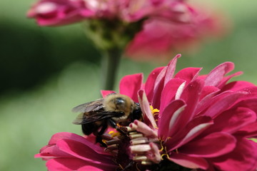 Macro flowers with bee