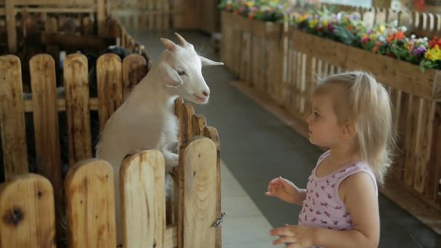 A little girl feeds goat vegetables in a contact zoo or farm