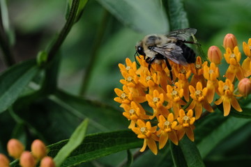 Macro flowers with bee