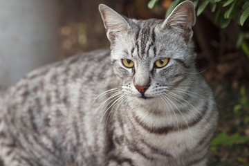 Grey striped cat walking the streets in the morning, yellow eyed and beautiful