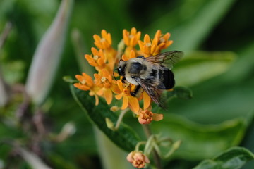 Macro flowers with bee