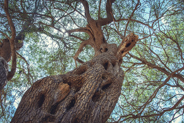 Olive tree in Greece, as seen from the root view, tall and mighty