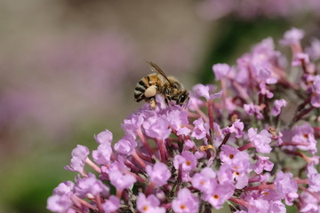 Macro flowers with bee