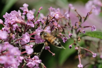 Macro flowers with bee