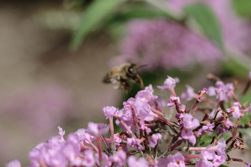 Macro flowers with bee