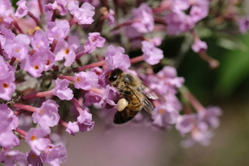 Macro flowers with bee