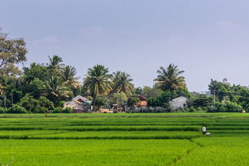 Katte Malalawadi, Karnataka, India - November 1, 2013: Cascade of intense green rice paddies with two people in white shirts walking. Backdrop is farm buildings set in palm tree grove and other shrubs