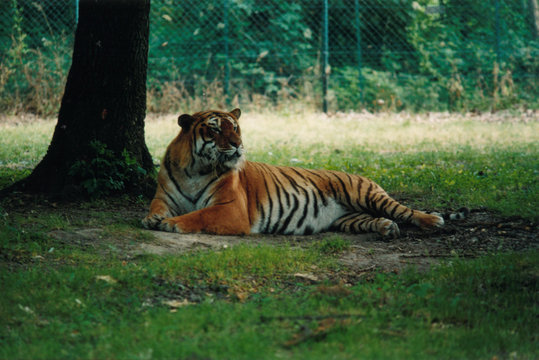 animals at the zoo