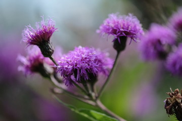 Macro flowers