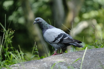 Pigeon