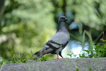 Pigeon