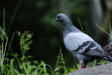 Pigeon