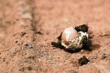 Relatively small chicken egg in chicken shit on ground. (Chicken defecated poop in which there was...