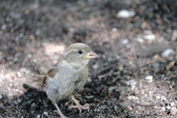 Sparrow