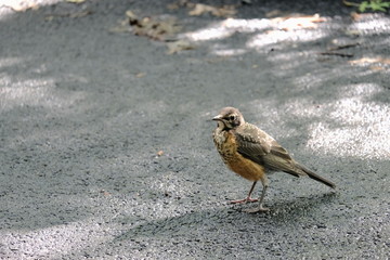 Robin