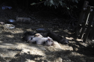 Zwergschwein Familie