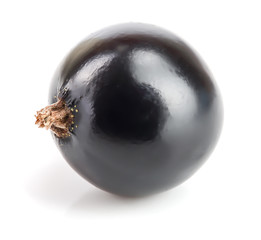 One black currant isolated on white background