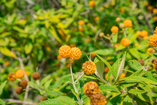 The beautiful Buddleja globosa flower blossom