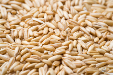 close up to oat grains