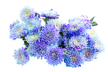 fresh blue chrysanthemum flowers bouquet isolated on white background